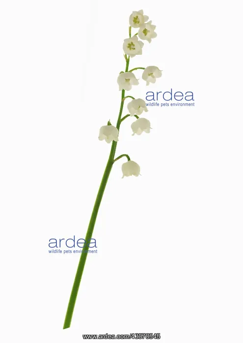 : Lily-of-the-valley : Lily-of-the-valley