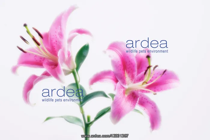 : Lily, Oriental lily, Lilium : Lily, Oriental lily, Lilium