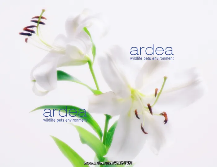 : Lily, Oriental lily, Lilium : Lily, Oriental lily, Lilium