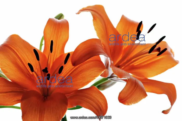 : Lily, Oriental lily, Lilium : Lily, Oriental lily, Lilium