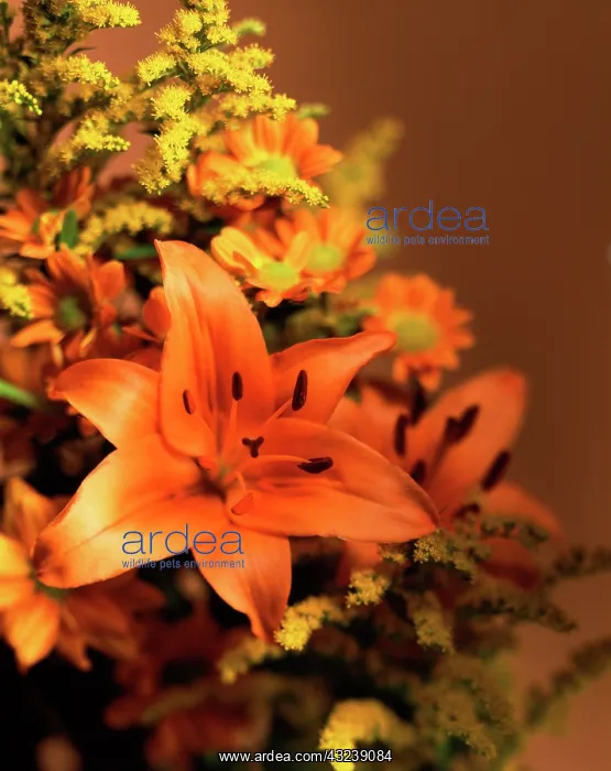 : Lily, Oriental lily, Lilium : Lily, Oriental lily, Lilium