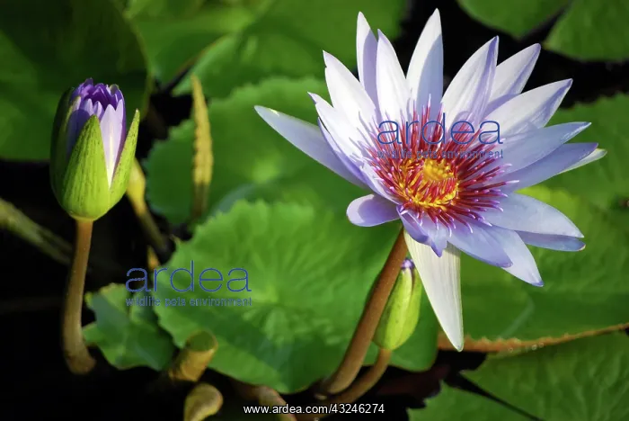 : Lily pads on the lake at the Queen Elizabeth : Lily pads on the lake at the Queen Elizabeth