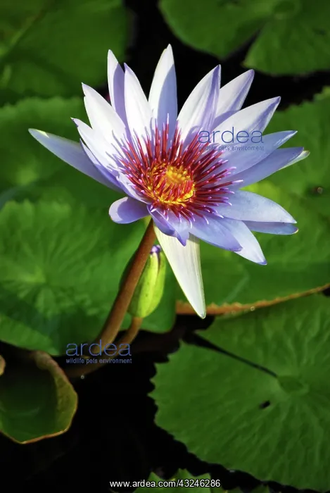  : Lily pads on the lake at the Queen Elizabeth