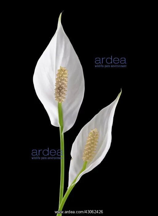 : Lily, Peace lily, Spathiphyllum wallisii : Lily, Peace lily, Spathiphyllum wallisii