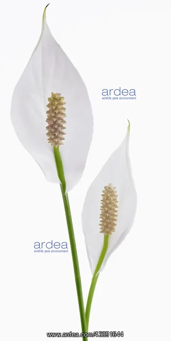 : Lily, Spathiphyllum wallisii, Peace lily : Lily, Spathiphyllum wallisii, Peace lily