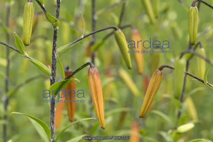 : Lily, Tiger lily, Lilium lancifolium, Orange subject : Lily, Tiger lily, Lilium lancifolium, Orange subject