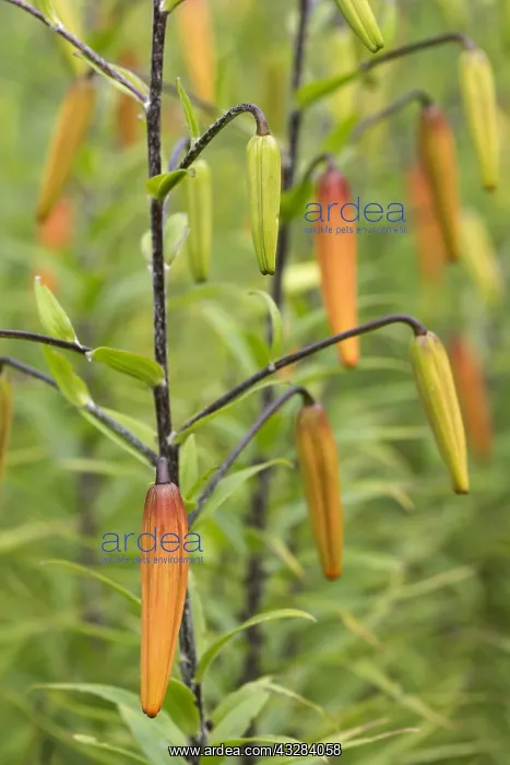 : Lily, Tiger lily, Lilium lancifolium, Orange subject : Lily, Tiger lily, Lilium lancifolium, Orange subject