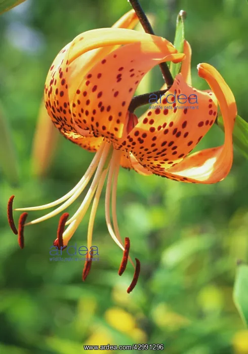 : Lily, Turkscap lily, Lilium davidii : Lily, Turkscap lily, Lilium davidii