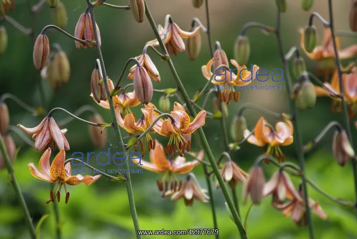 : Lily, Turkscap lily, Lilium martagon : Lily, Turkscap lily, Lilium martagon
