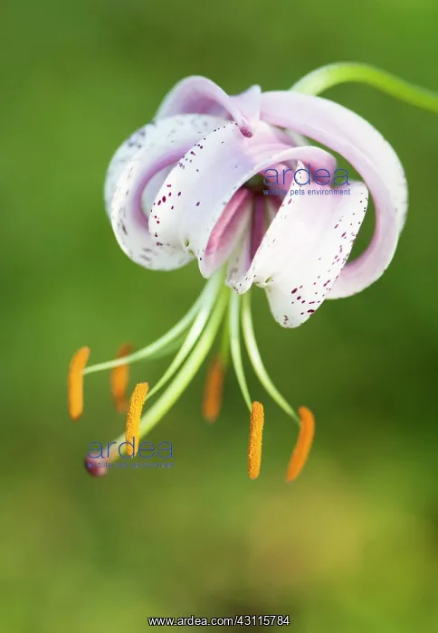  : Lily, Turkscap lily, Lilium martagon, A single flower