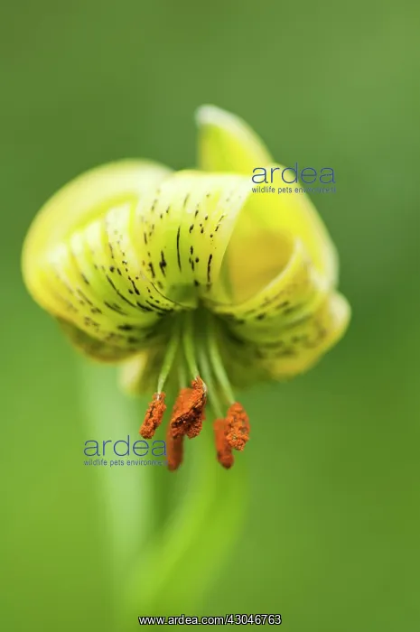 : Lily, Turkscap lily, Lilium pyrenaicum : Lily, Turkscap lily, Lilium pyrenaicum