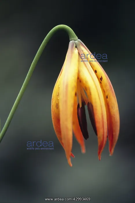 : Lily, Turkscap lily, Lilium superbum : Lily, Turkscap lily, Lilium superbum
