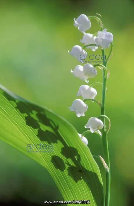  : LILY OF THE VALLEY
