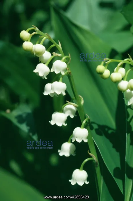 : LILY OF THE VALLEY : LILY OF THE VALLEY
