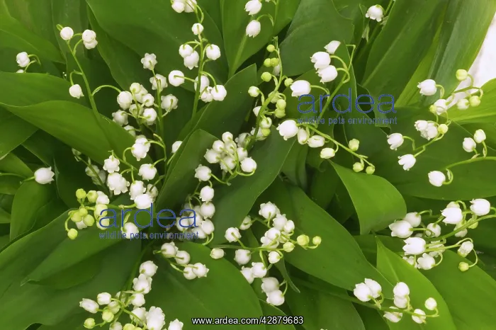 : LILY OF THE VALLEY : LILY OF THE VALLEY