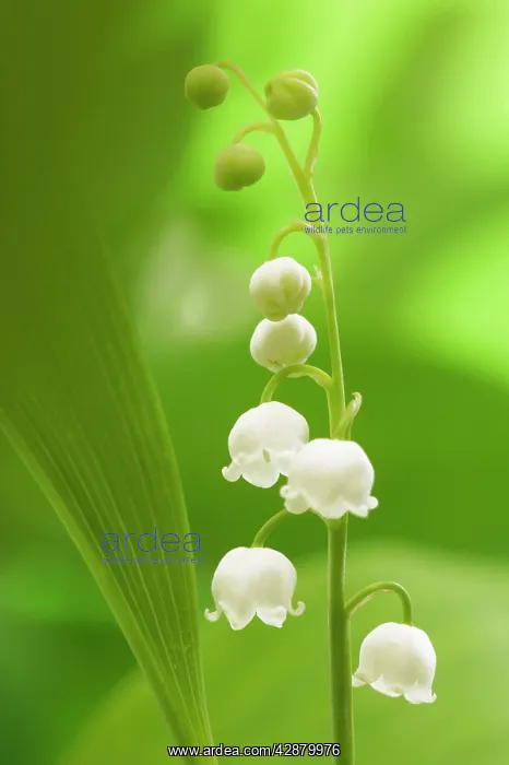: LILY OF THE VALLEY : LILY OF THE VALLEY