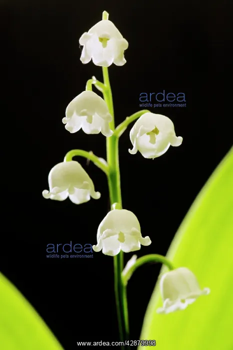 : LILY OF THE VALLEY : LILY OF THE VALLEY