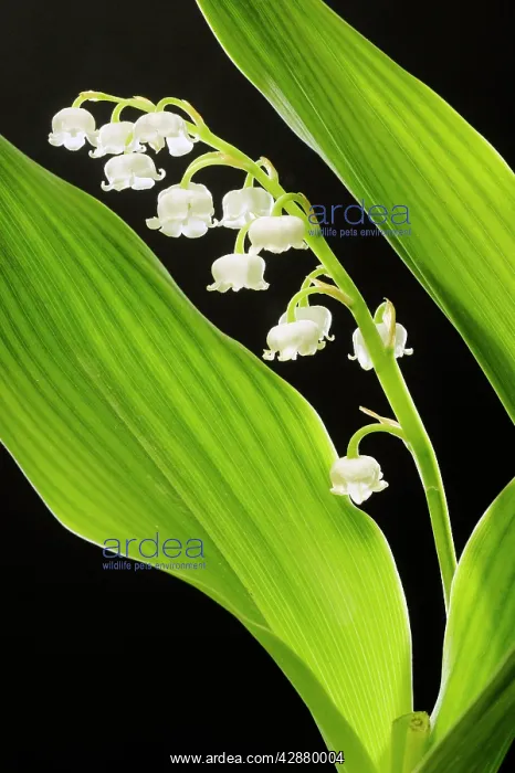 : LILY OF THE VALLEY : LILY OF THE VALLEY
