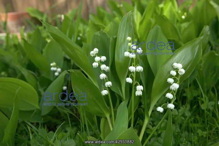 : LILY OF THE VALLEY : LILY OF THE VALLEY
