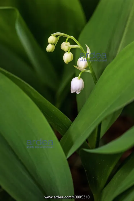 : Lily of the Valley : Lily of the Valley
