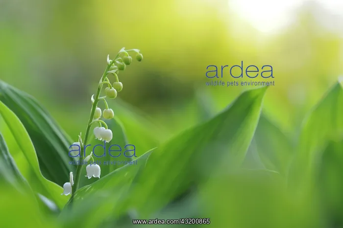 : Lily Of The Valley : Lily Of The Valley