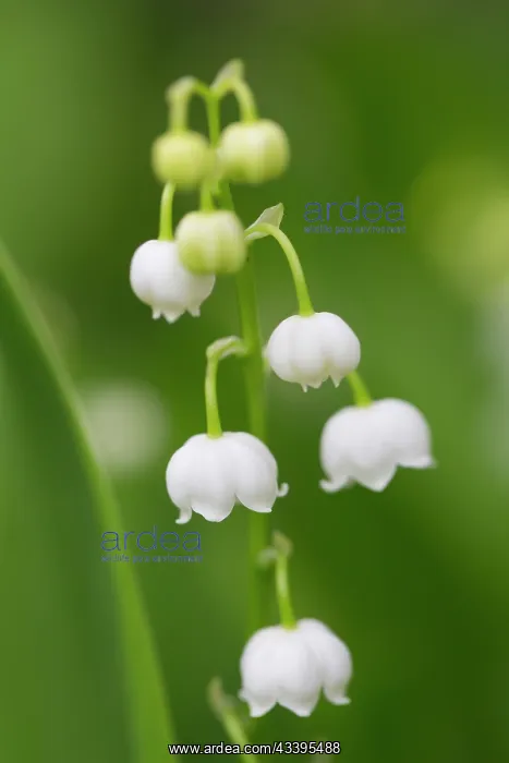 : Lily of the Valley : Lily of the Valley
