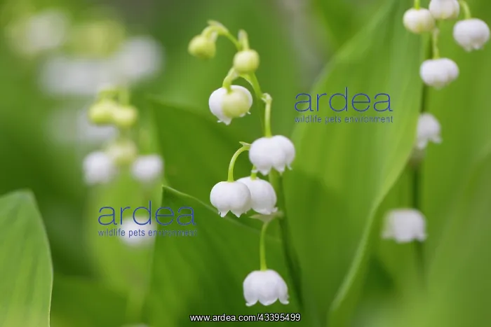 : Lily of the Valley : Lily of the Valley