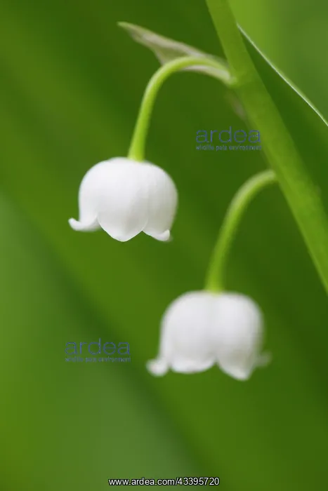 : Lily of the Valley : Lily of the Valley