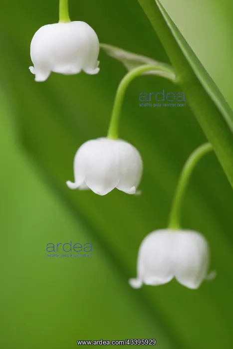 : Lily of the Valley : Lily of the Valley