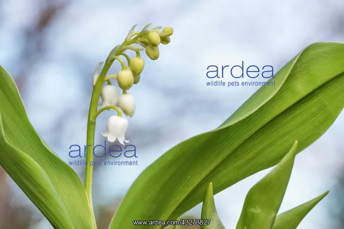 : Lily of the Valley - Flower - UK : Lily of the Valley - Flower - UK