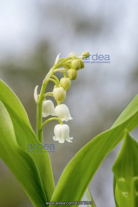 : Lily of the Valley - Flower - UK : Lily of the Valley - Flower - UK