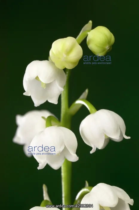 : Lily of the Valley Flowers : Lily of the Valley Flowers