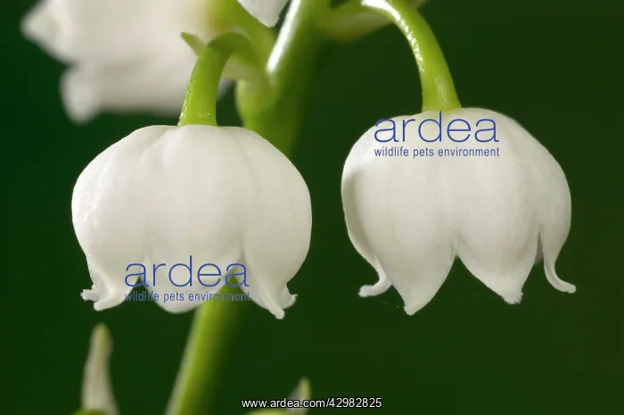 : Lily of the Valley Flowers : Lily of the Valley Flowers