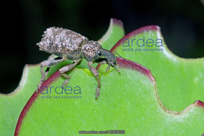 : Lily Weevil - feeding on leaves of Pig's Ears (Cotyledon : Lily Weevil - feeding on leaves of Pig's Ears (Cotyledon