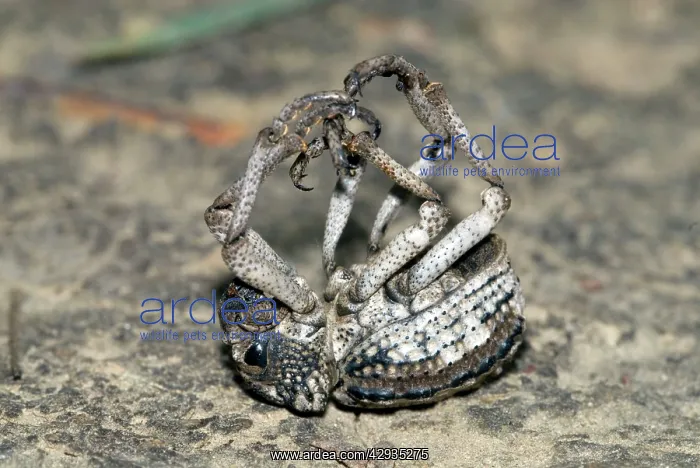 : Lily Weevil - feigning death in response to being disturbed : Lily Weevil - feigning death in response to being disturbed