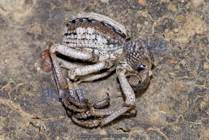 : Lily Weevil - feigning death in response to being disturbed : Lily Weevil - feigning death in response to being disturbed