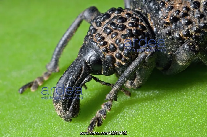 : Lily Weevil - ground dwelling beetle feeding on : Lily Weevil - ground dwelling beetle feeding on