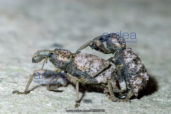 : Lily weevils mating : Lily weevils mating