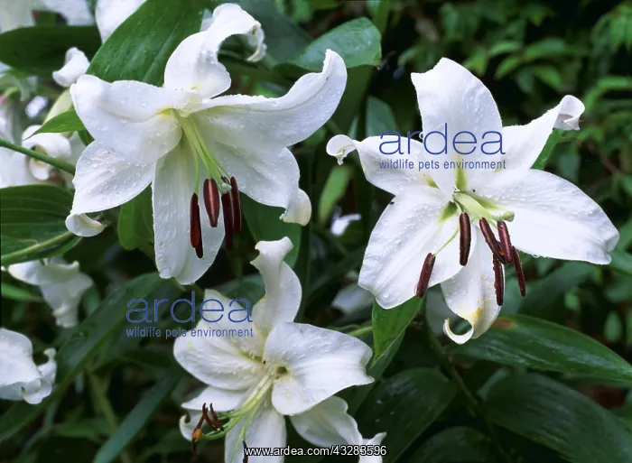 : LILY - x three flowers : LILY - x three flowers