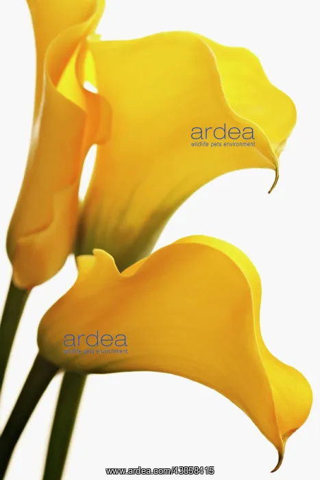 : Lily, Zantedeschia, Arum lily, Calla lily : Lily, Zantedeschia, Arum lily, Calla lily