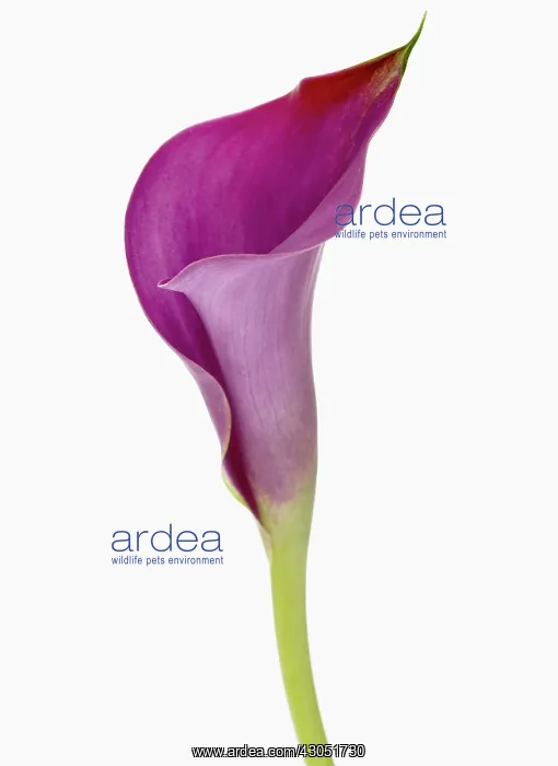 : Lily, Zantedeschia Captain Prado, Arum lily, Calla lily : Lily, Zantedeschia Captain Prado, Arum lily, Calla lily