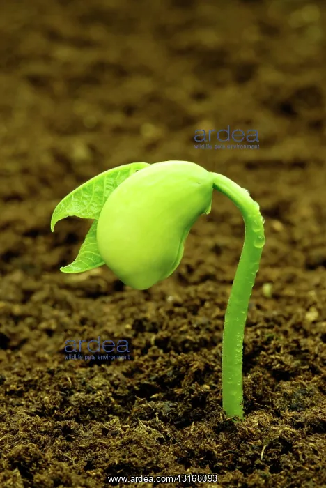 : Lima Bean. Lima bean (Phaseolus lunatus) seedling sprouting in rich dark soil : Lima Bean. Lima bean (Phaseolus lunatus) seedling sprouting in rich dark soil