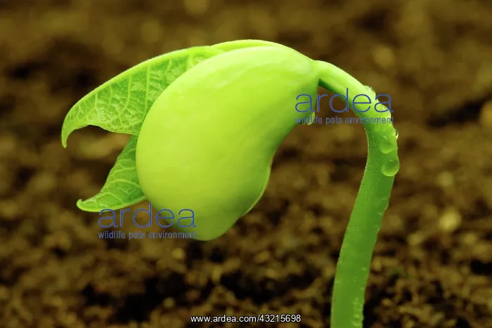 : Lima Bean. Lima bean (Phaseolus lunatus) seedling sprouting in rich dark soil : Lima Bean. Lima bean (Phaseolus lunatus) seedling sprouting in rich dark soil