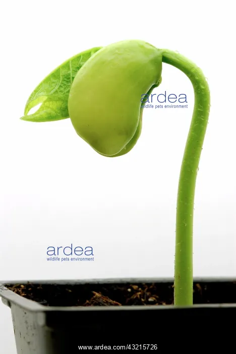 : Lima Bean. Lima bean (Phaseolus lunatus) seedling sprouting : Lima Bean. Lima bean (Phaseolus lunatus) seedling sprouting