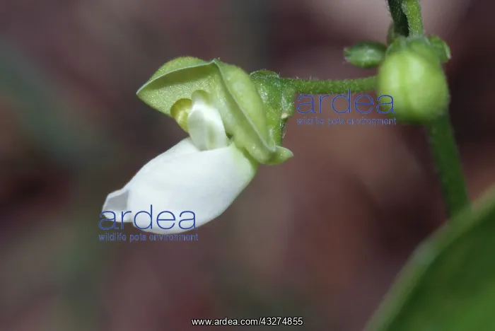 : Lima Bean Flower : Lima Bean Flower