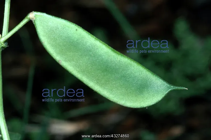 : Lima Bean Seed Pod : Lima Bean Seed Pod