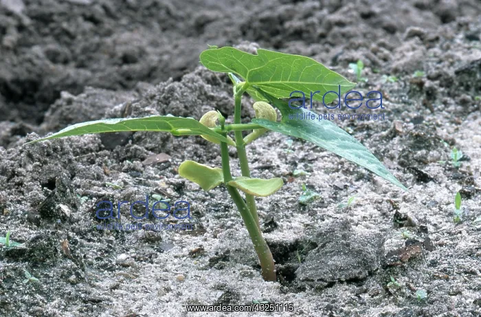 : Lima Bean Seedling : Lima Bean Seedling