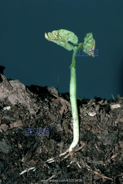 : Lima Bean Seedling : Lima Bean Seedling