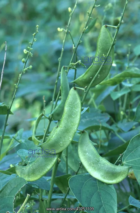 : Lima Beans : Lima Beans