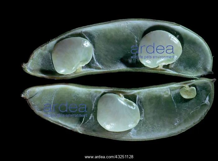 : Lima Beans in Pod : Lima Beans in Pod